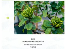 新发现！嘉定这里藏着大片秋日“新晋网红”！金黄清雅，充满香气与福气！